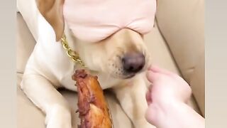 #dog #funny