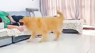 Revenge of the Dog
