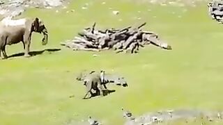 Elephant baby