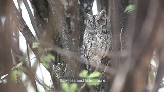 A wise owl