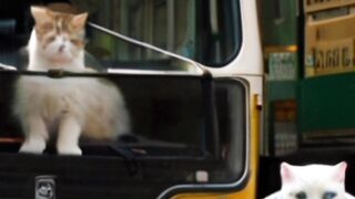 #cat #aicats #videocat #viral #aicat7 #cute #ai #animals #kittle #fatcatbeats  #catt #catlover #cat5