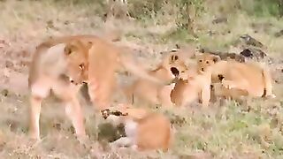 Animal Buffalo life with jungle lion