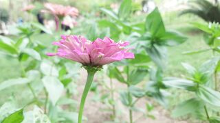 Beautiful flowers