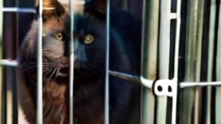 #cat #aicats #videocat #viral #aicat7 #cute #ai #animals #kittle #fatcatbeats  #catt #catlover #cat5
