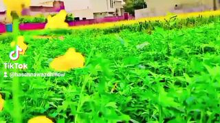 This video is my village