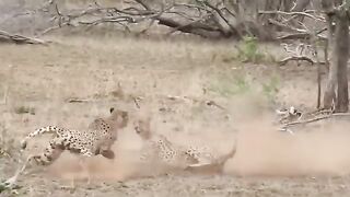 Animal fight