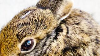 Rabbit