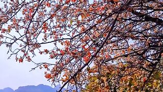 Beautiful Colour ♥️ Amazing Islamabad