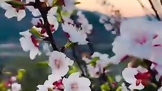 #nature #Beauty #Spring #Flower