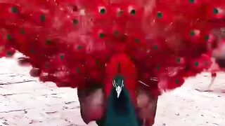 the red peacock