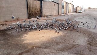 Domestic pigeon Birds