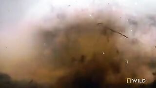 Anaconda
