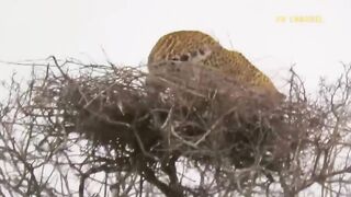 Eagle Vs Leopard Epic Battle! The Eagle's Revenge When The Leopard Invades Its Territory