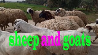 This shepherd ... how does he address his animals ?