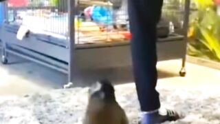 Monkeys Funny Video Short