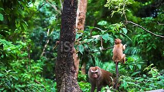 Monkey????????