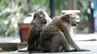 Monkey