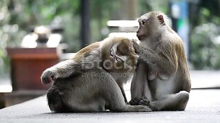Monkey