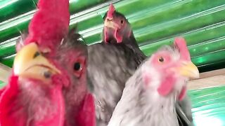 Viral dancing chickens part 6