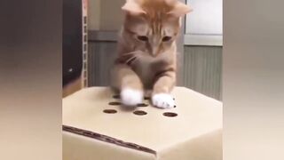 So Cute Cat Funny Moments❤ Funny cats video