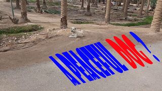 This dog... why didn't he bark at me?
