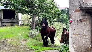 Beautiful Horse