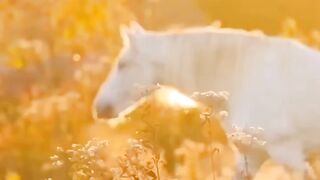 Alone Horse