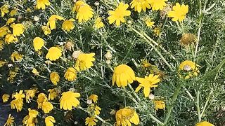 ##Winter flowers ????#