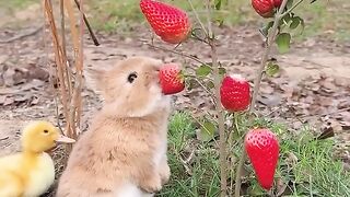 Bunnies_eating_strawberries_#rabbits_#bunny__#rabbitbunny