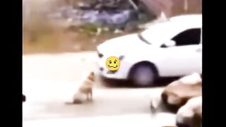 Dog ???? is dangerous boy, ????????,,