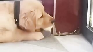 Dog catch chicken ????