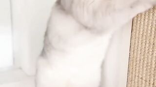 Cute cat