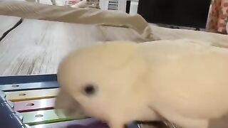 Can it play