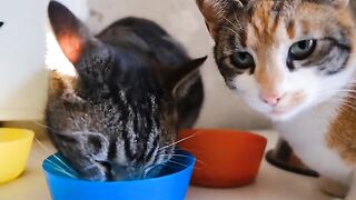 pretty cats