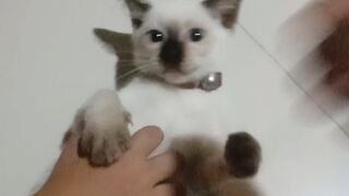 Kucing nya gak ketawa ya????????