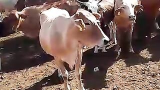 A Day Out to the cattle post