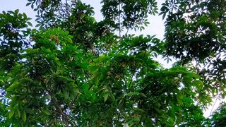 Nature Video