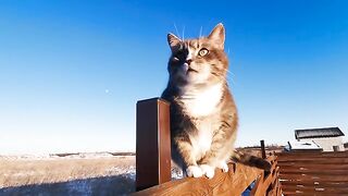 Gorgeous looking cats