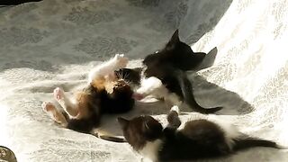 Cats with amazing enthusiasm