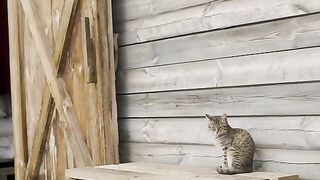Beautiful morning with cats