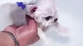Cute Teacup Puppy Bathing and Grooming _ Pet lover