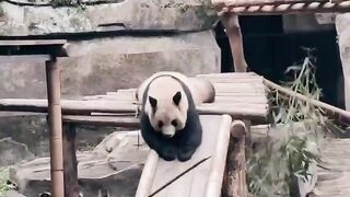 The panda