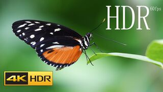 Colorful Butterfly 4K HDR 60fps Video With Music4K HDR 60fps Dolby Vision Demo