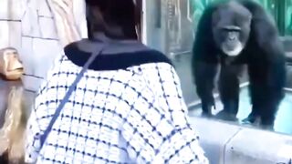 Monkeys Funny Video Short