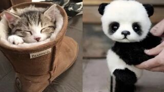 Cute Baby Animals Videos Compilation | Funny and Cute Moment of the Animals