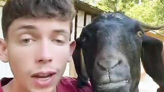 The Goat