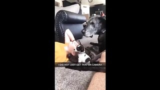 Viral video funny