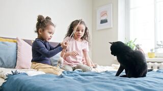 MOST BEAUTIFUL CAT IN FUNNY THE WORLD