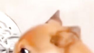 Dog arrest bye cop ???????????????? funny video