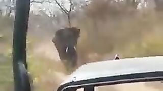 Trunk Trouble: When Elephants Attack!